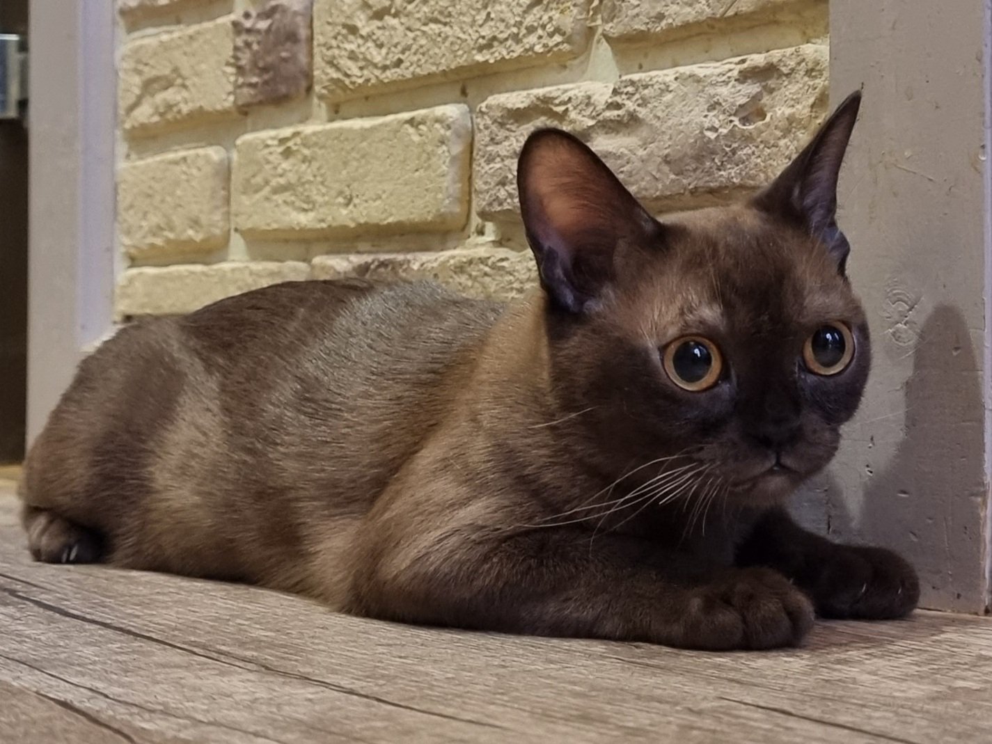 Chaton Burmese. Nika. #1
