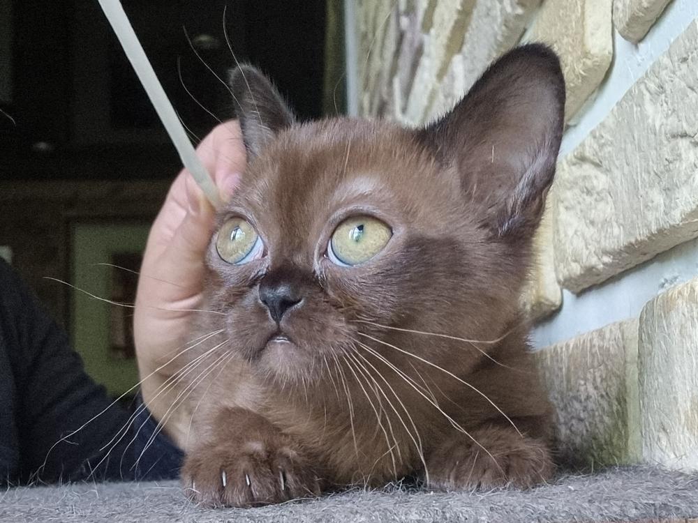 Burmèse. Chaton. Lyuba. #1