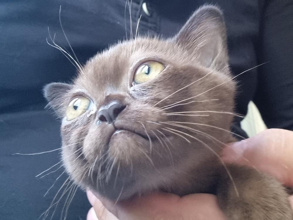 Chat mâle Burmese. Jora. #2