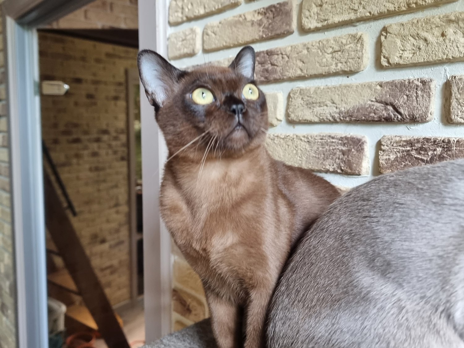 Американская бурма. Котёнок. Юлик. Уже виден классный кот, который вырастет из этого котёнка. Возраст на фото 4.5 месяца