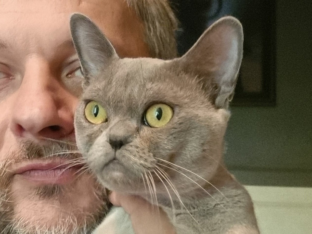 Американская бурма. Котёнок. Шладкий. Шладкий малыш вырос в брутального котика. Возраст на фото 8 месяцев