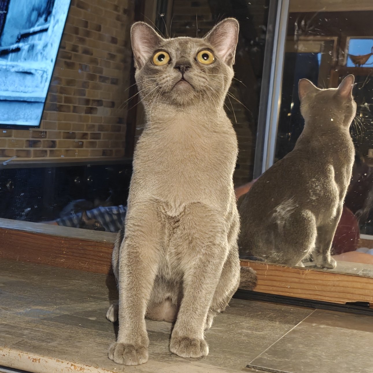 Американская бурма. Котёнок. Сырок. Глаза как блюдца. Красавчик. Возраст на фото 4 месяца