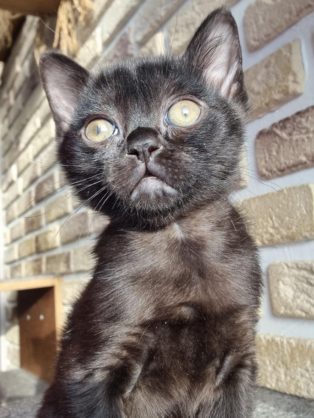 ボンベイ子猫・Lucky・#1