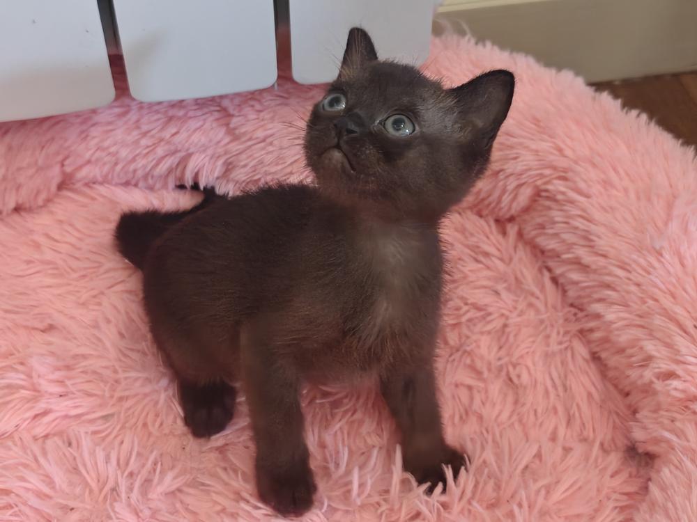 Американская бурма. Котёнок. Зиныч #1. Вполоборота. Красавчик. Возраст на фото 1.5 месяца