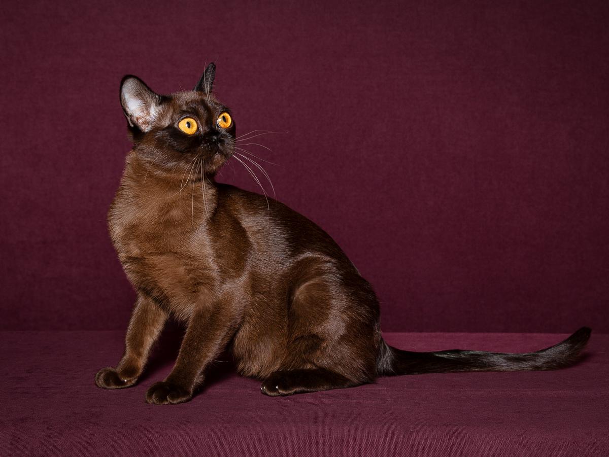 Lyubava